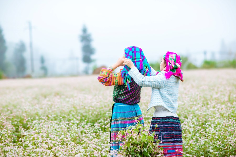 Buckwheat Flower Festival in Ha Giang with blooming pink buckwheat fields