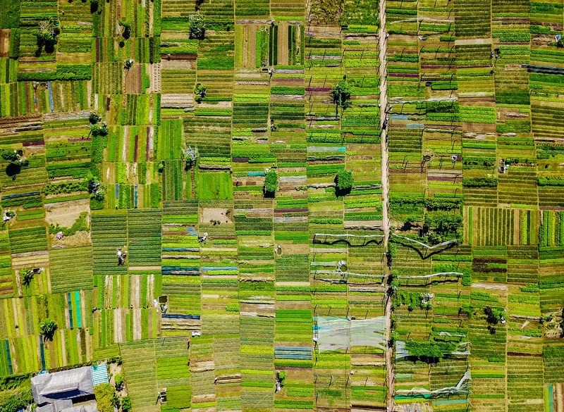 Tra Que Vegetable Village in Hoi An showing local farming activities