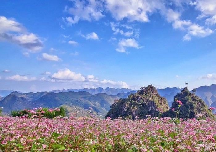 Blooming pink buckwheat flower fields in Ha Giang with mountain backdrop.