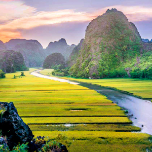 Golden rice fields and limestone mountains in Ninh Binh, Vietnam