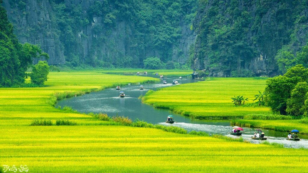 Golden rice fields in Tam Coc during harvest season