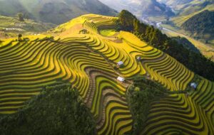 Terraced rice fields in Vietnam’s Northwest during the harvest season.