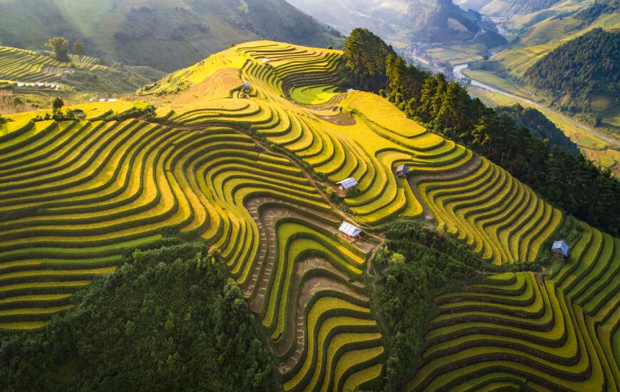 Terraced rice fields in Vietnam’s Northwest during the harvest season.