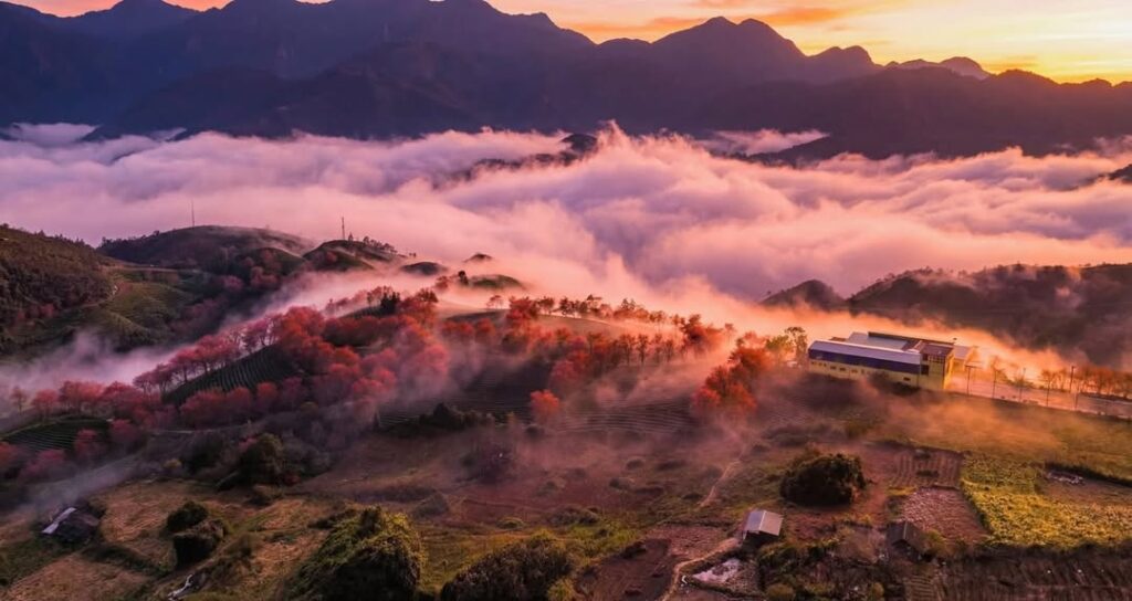 Cherry blossoms in Sapa during spring in Northern Vietnam