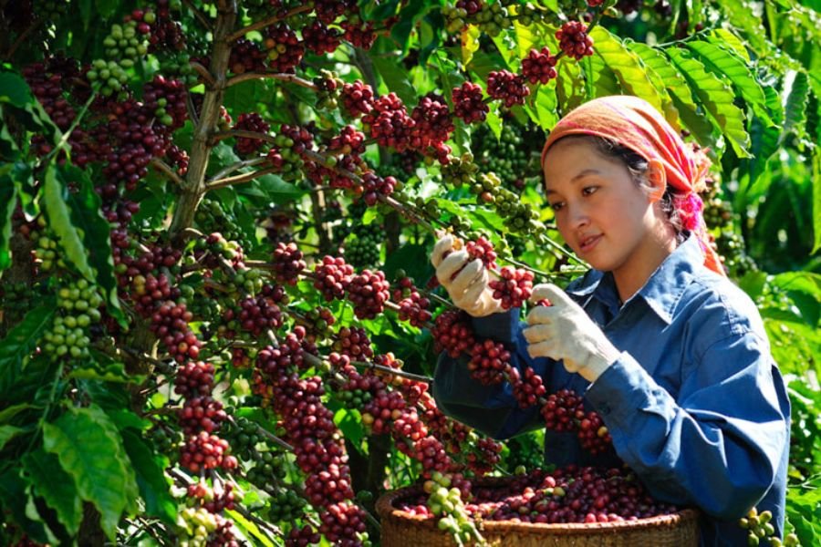 Vietnam coffee experiences in the Central Highlands