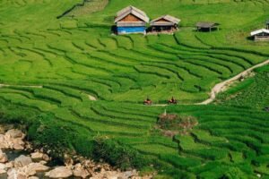 Vietnam summer travel in Sapa with green rice terraces