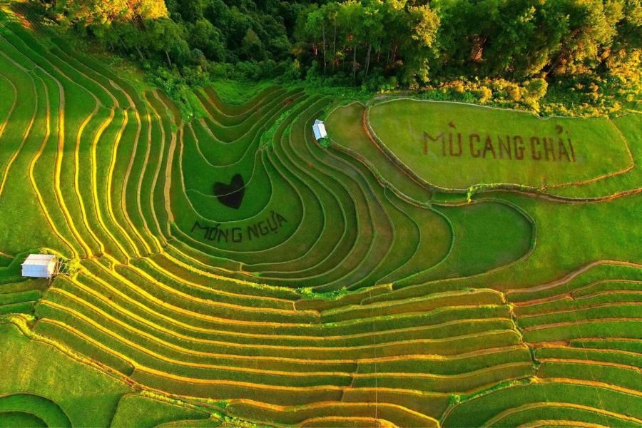 Golden rice terraces in Mu Cang Chai, Vietnam