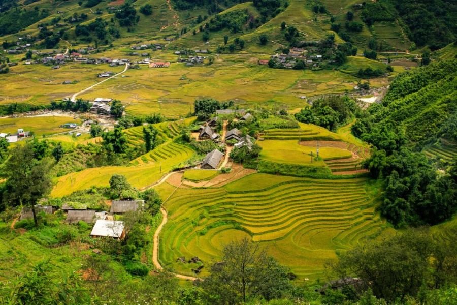 Sapa rice terraces during harvest season in Vietnam