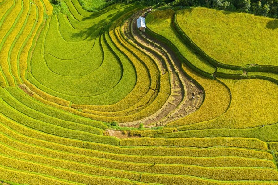 Sapa rice terraces in Northern Vietnam