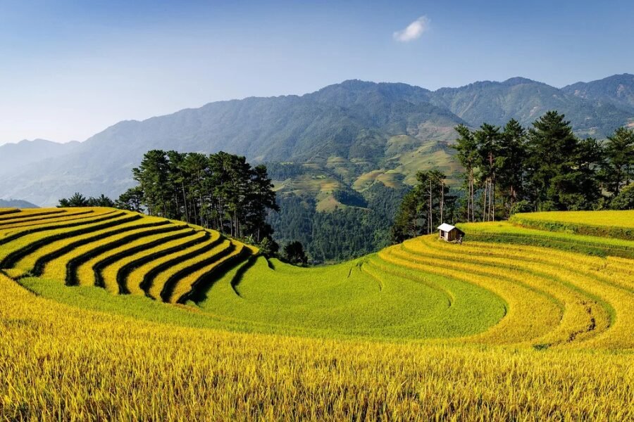 Vietnam in September with golden rice terraces in Northern Vietnam