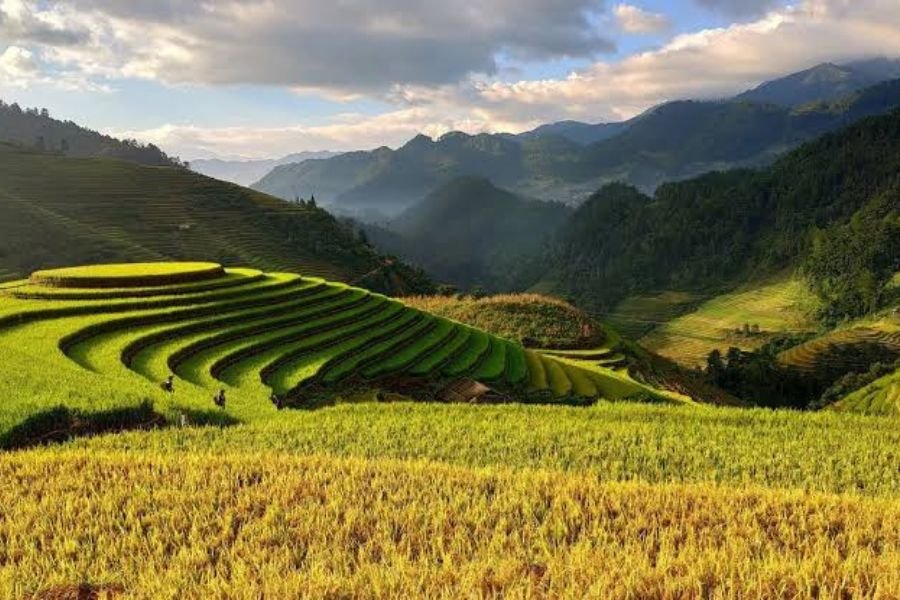 Vietnam Rice Terraces glowing during golden season