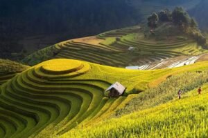 Vietnam Rice Terraces during golden harvest season
