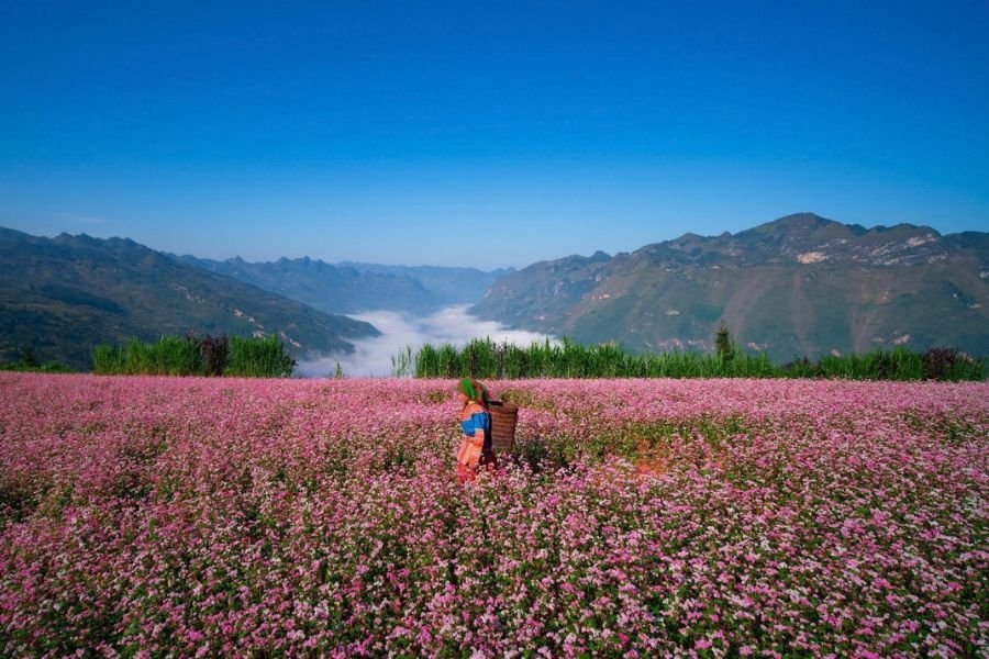 Buckwheat flowers in Ha Giang during Vietnam autumn
