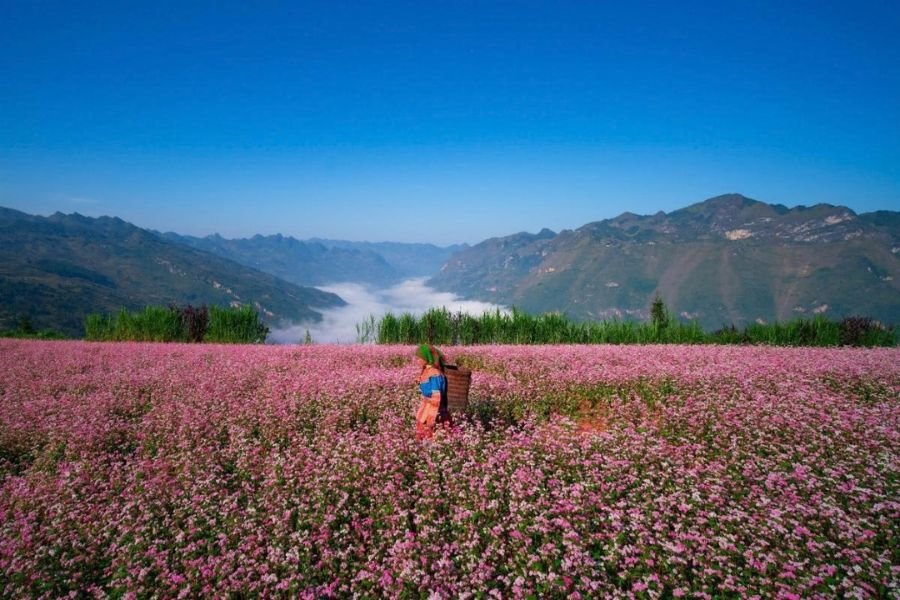 Buckwheat flowers in Ha Giang in October