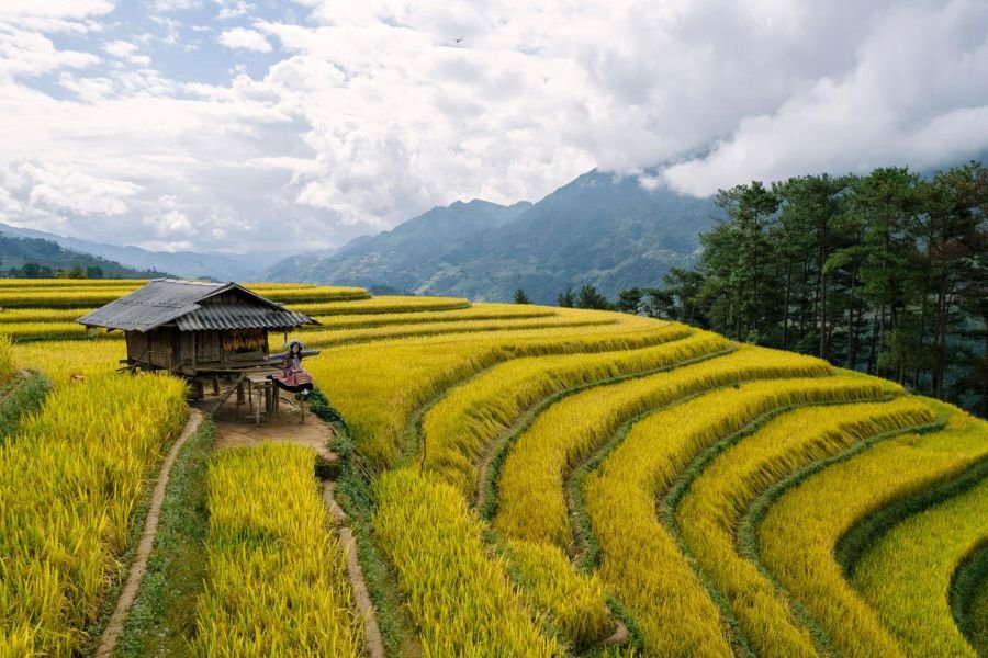 Golden rice terraces and traditional mountain villages in Mu Cang Chai Vietnam