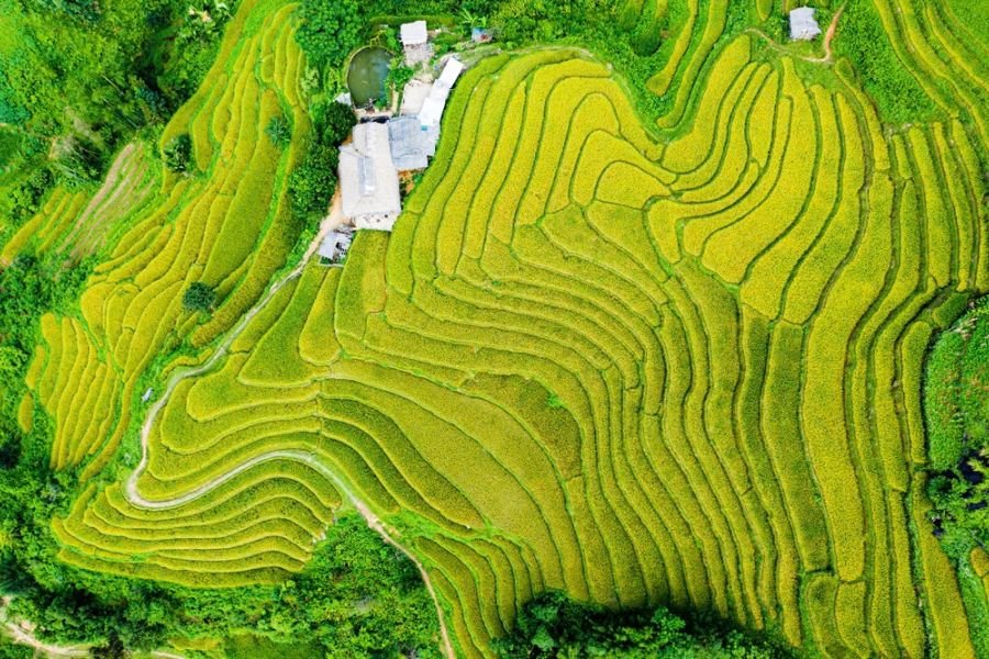 Golden rice terraces in Sapa during autumn