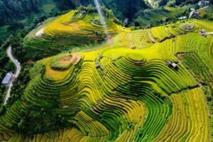 Vietnam Autumn Travel in Mu Cang Chai during golden rice season